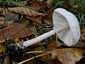 Karcsú őzlábgomba (Macrolepiota mastoidea), Pilis